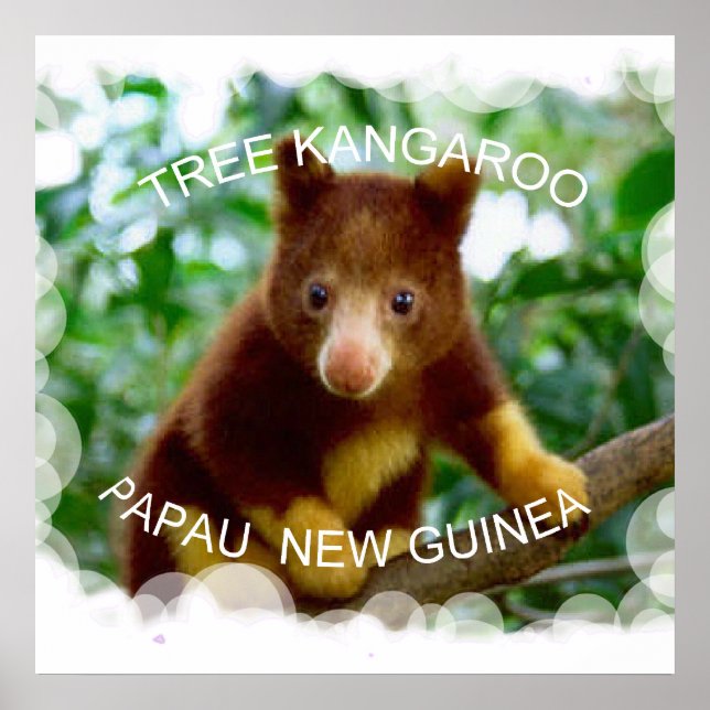 Pôster Tree kangaroo (Frente)