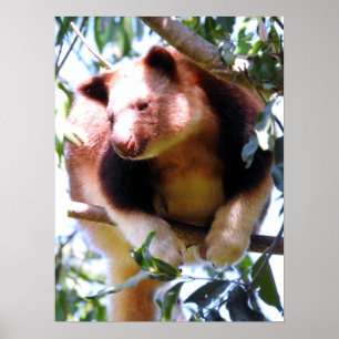 Poster Tree Kangaroo de Goodfellow