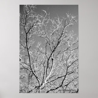 Poster Tree Lace by E.A. Schneider