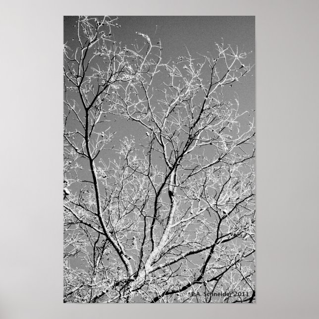 Poster Tree Lace by E.A. Schneider (Frente)