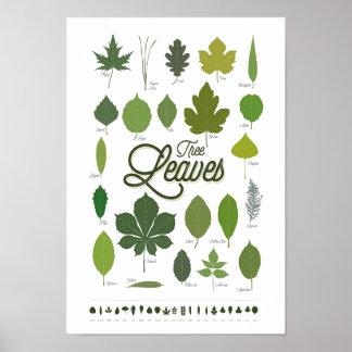 Poster TREE LEAVES póster