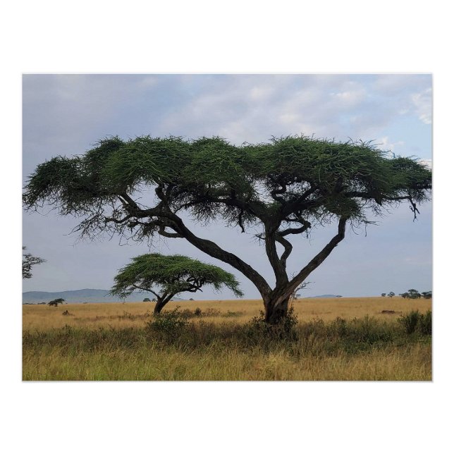 Pôster Tree Love (Frente)