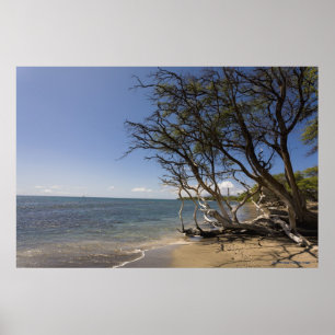 Poster Tree On A Beach Along The Coastline