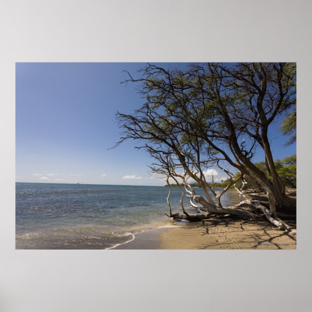 Poster Tree On A Beach Along The Coastline (Frente)