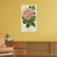 Tree Peony - Elegante Vintage Botanical Design