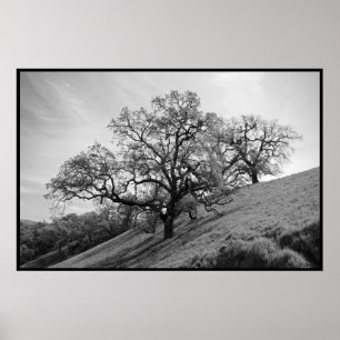 Pôster Tree Poetry Print