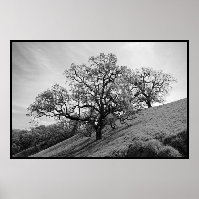 Pôster Tree Poetry Print (Frente)