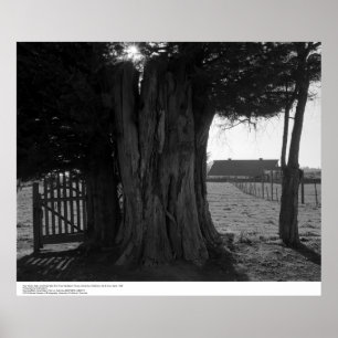 Pôster Tree Stump, Gate, and Distant Barn, março de 1962
