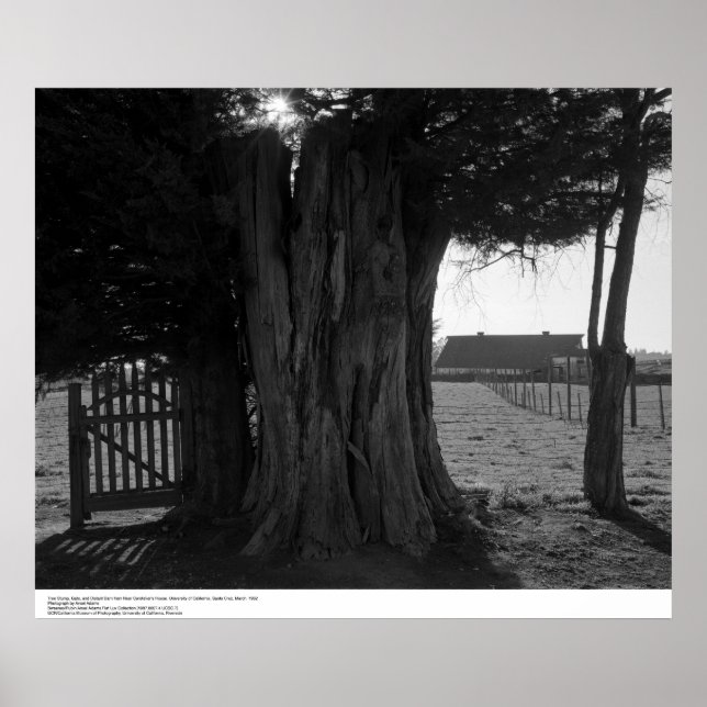 Pôster Tree Stump, Gate, and Distant Barn, março de 1962 (Frente)