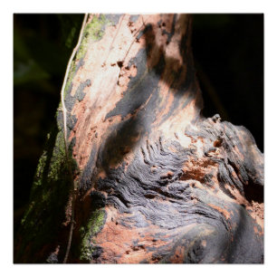 Pôster Tree Trunk Nature Latido Art Outdoor Fotografia
