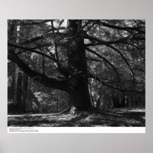 Poster Tree, UC Papais noeis Cruz, março de 1962