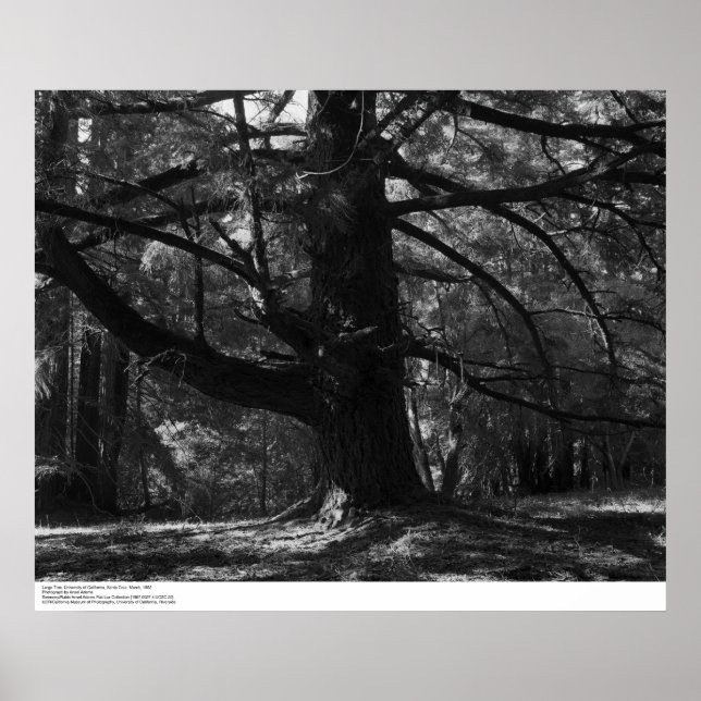 Poster Tree, UC Papais noeis Cruz, março de 1962 (Frente)