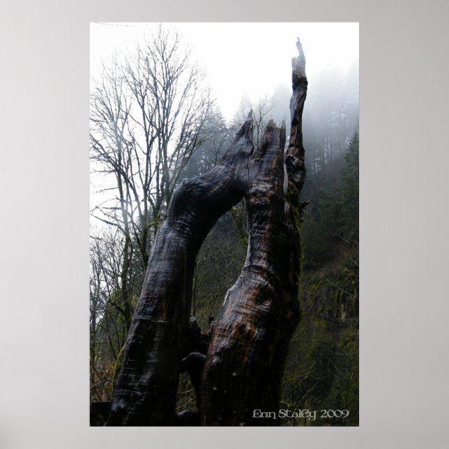 Pôster Treegina (Frente)