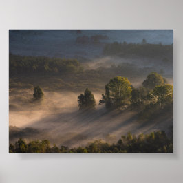 Poster Trees in the morning mis