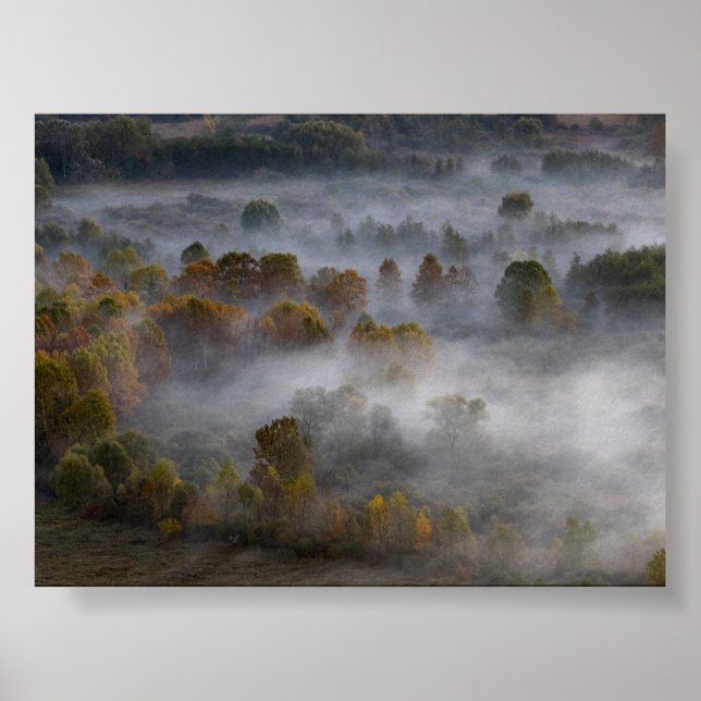 Poster Trees in the morning mist (Frente)