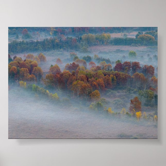 Poster Trees in the morning mist (Frente)