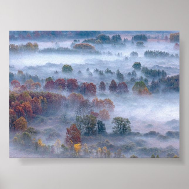 Poster Trees in the morning mist (Frente)