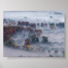 Poster Trees in the morning mist