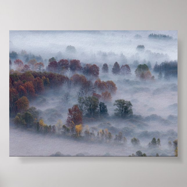 Poster Trees in the morning mist (Frente)