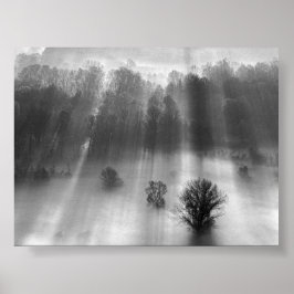 Poster Trees in the morning mist