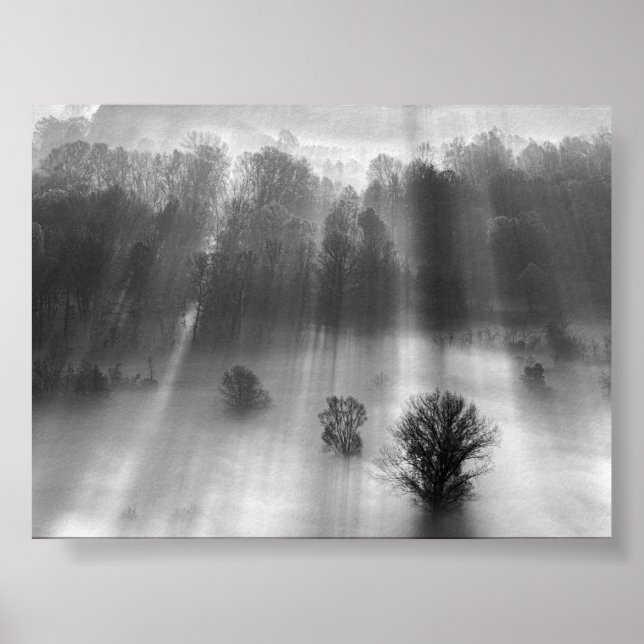 Poster Trees in the morning mist (Frente)