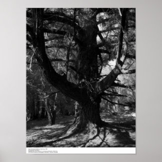 Pôster Trees, UC Santa Cruz, 1963