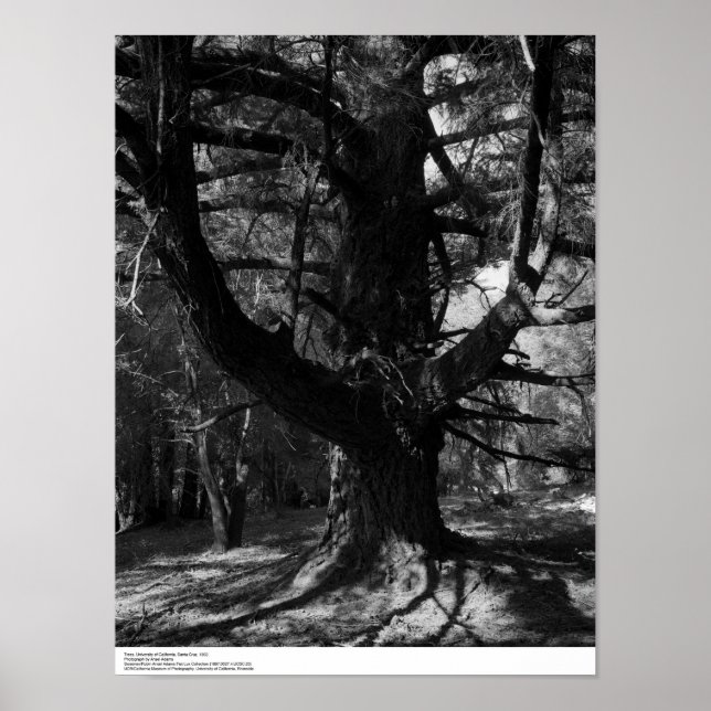 Pôster Trees, UC Santa Cruz, 1963 (Frente)