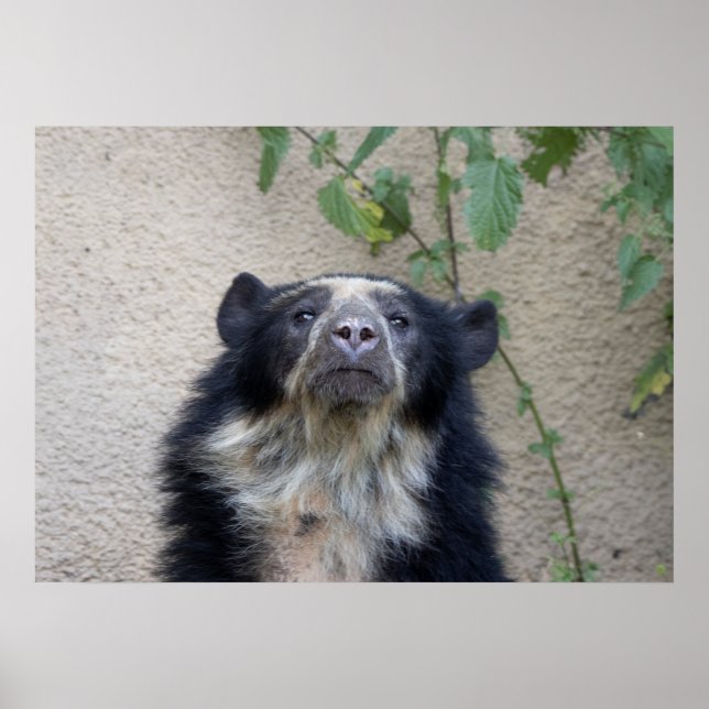 Poster Tremarctos ornatus - Brillenbär (Frente)