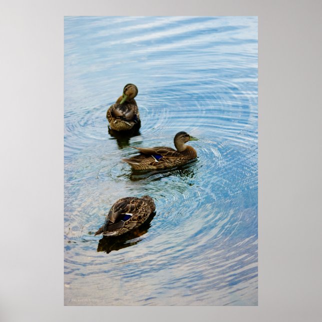 Poster Três (Frente)