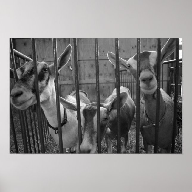 Poster Três Amigos (Frente)