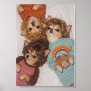 Poster Três Amigos Chihuahua com Grande Cabelo dos Anos 8