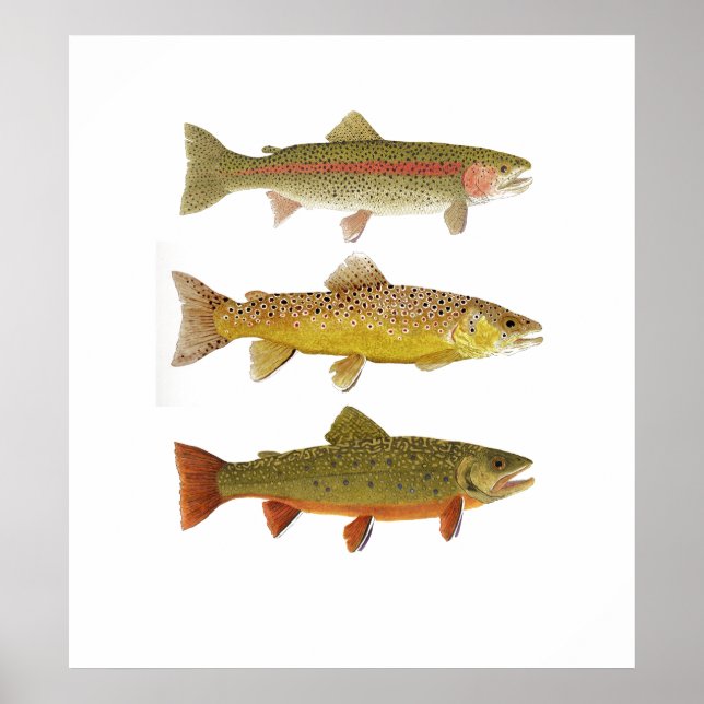 Poster Três Amigos - Rainbow, Brown & Brook Trout (Frente)