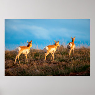 Poster Três antílopes se afastando ao pôr do sol