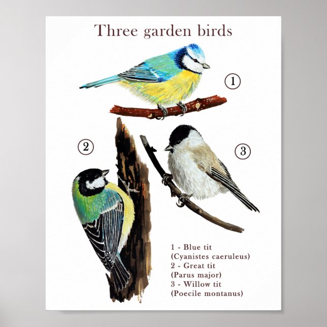 Poster Três aves de jardim (Frente)