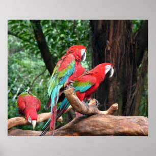 Poster Três belos papagaios vermelhos, verdes e azuis