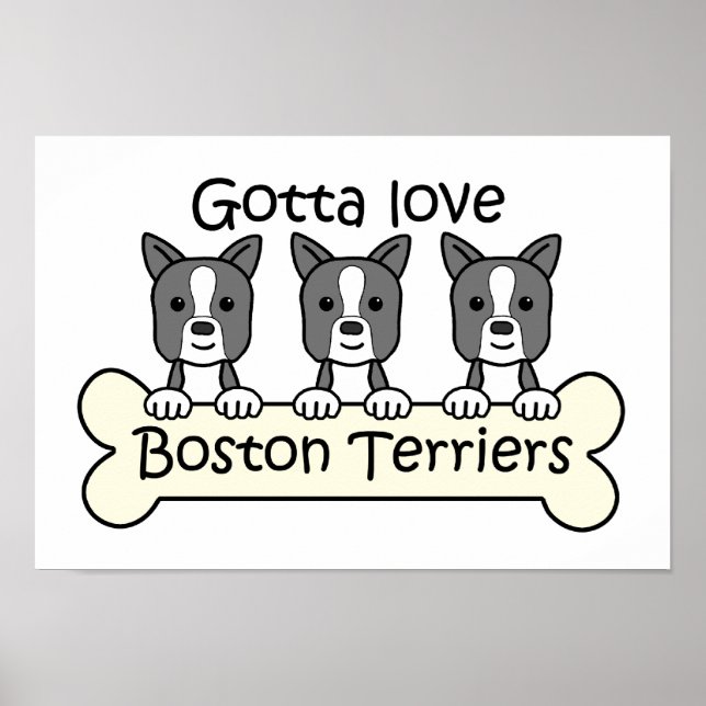 Poster Três Boston Terriers (Frente)