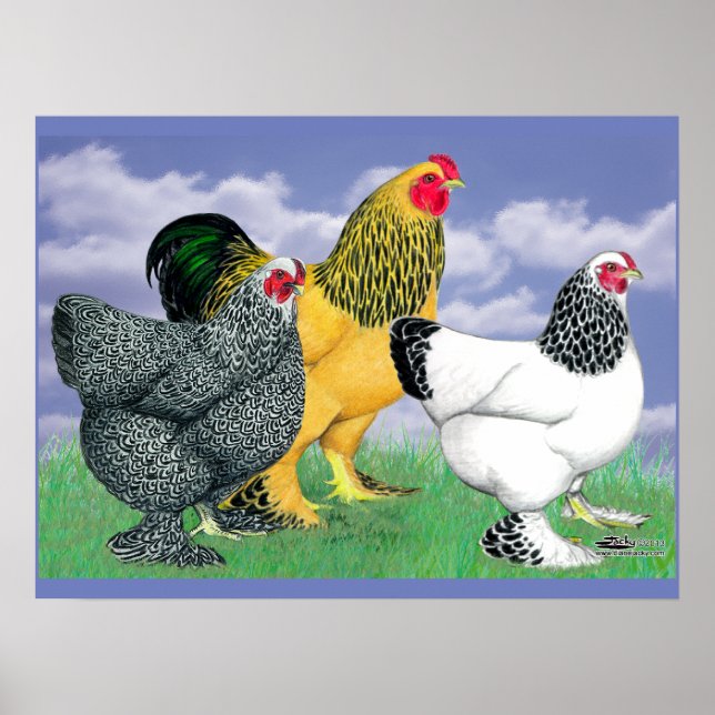 Poster Três Brahmas (Frente)