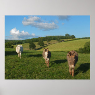 Poster Três Burros em uma Fotografia de Campo