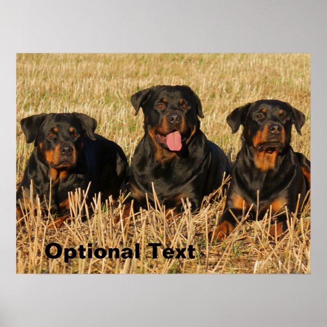 Poster Três Cães Rottweiler - Embalagem de Rotinas (Frente)