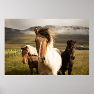 POSTER TRÊS CAVALOS DE COR ASSORTADA A CORRER DE UM MO