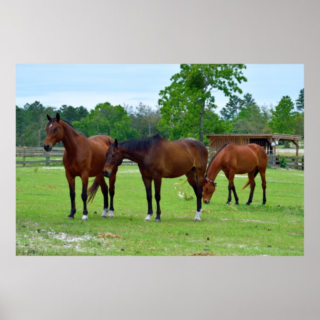 Poster Três Cavalos Majestosos (Frente)