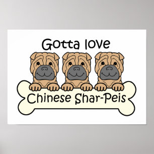 Poster Três chineses Shar-Peis