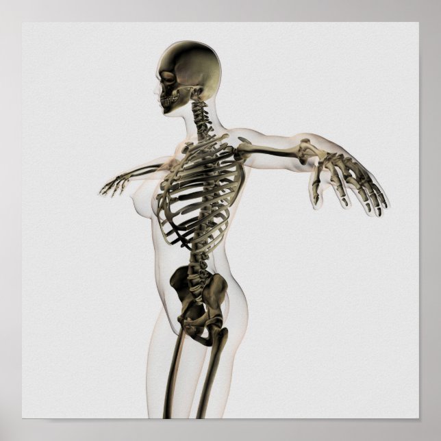 Pôster Três Dimensões Do Sistema Esquelético Feminino (Frente)