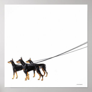 Poster Três Dobermans na trela