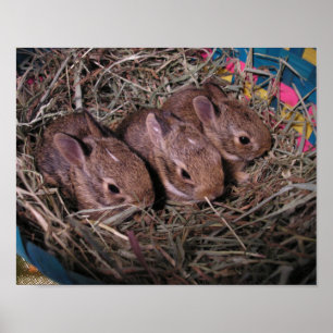 Poster Três Em Uma Fila