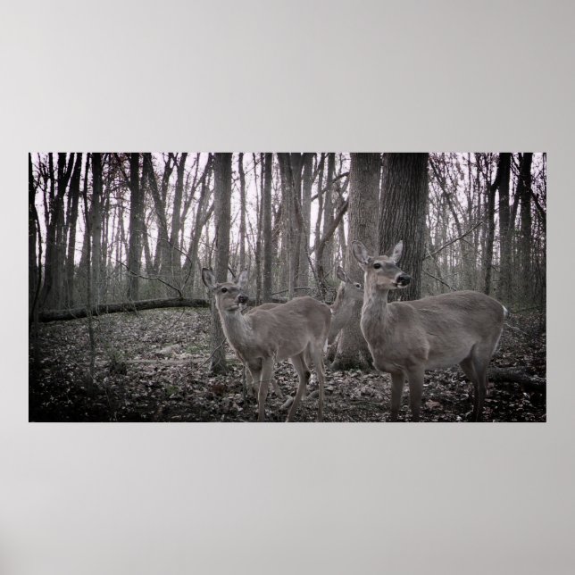 Poster Três faz na Fazenda (Frente)