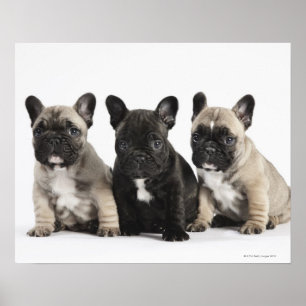 Poster Três filhotes de cachorro da pedigree