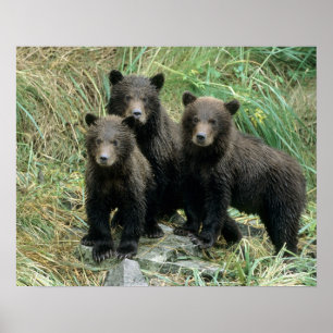 Pôster Três Filhotes de Urso Pardo ou Coys