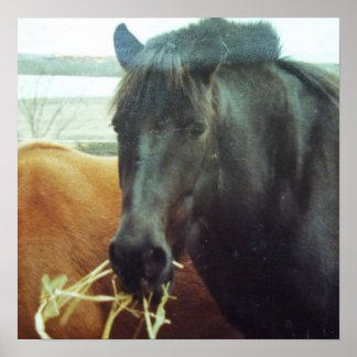 Pôster Três formas de Desenhar/Cavalo no guisado da manhã
