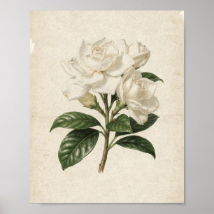 Poster Três Gardênias Brancas em um Ramo Arte Botânica